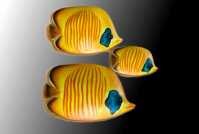Exotic yellow fish